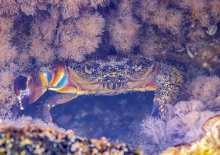 True Crabs. Aquatic Animals in their Natural Habitatの写真素材