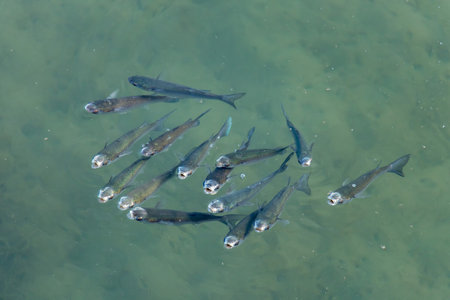 Flathead Gray Mullet Fish Swimming in the Sea.の写真素材