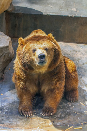 Grizzly Bear in the Zooの写真素材