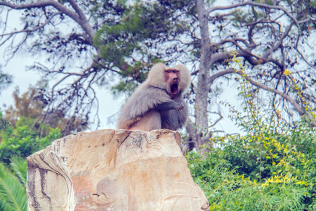 The Hamadryas Baboon: A Primate Species in a Zooの写真素材