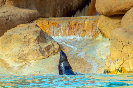 Playful California Sea Lions: Captivating Zoo Encountersの写真素材