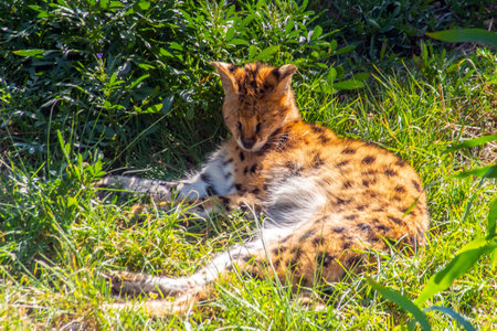 Close Encounter with Leptailurus serval: Majestic Wildcat in its Natural Habitatの写真素材