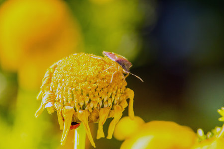 True Bugs: Insects on a Yellow Flowerの写真素材