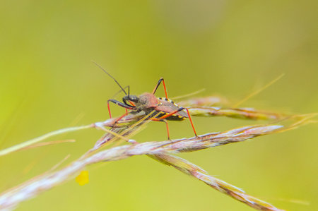 Rhynocoris iracumundus Insects Macro Photographyの写真素材