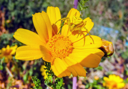 Thomisus onustus: Spider Camouflaged on a Yellow Flowerの写真素材