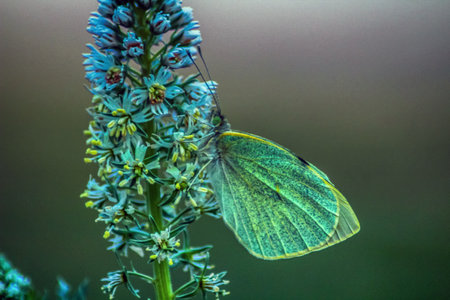 Magnifying Nature: Macro Photography of Large White Insectsの写真素材