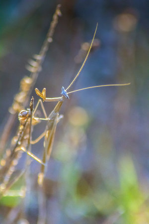 Discovering Oxyothespis persica: A Beautiful Insect in its Natural Habitat