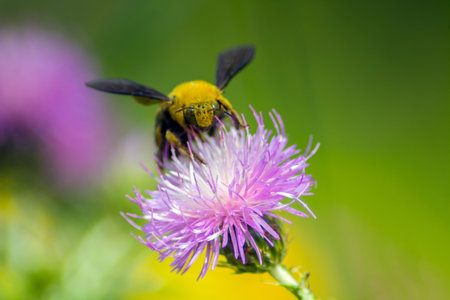 Bumblebee Buzz: Capturing Insects on Flowers through Macro Photographyの写真素材