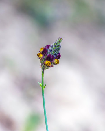Toadflax: Captivating Plant Macro Photographyの写真素材