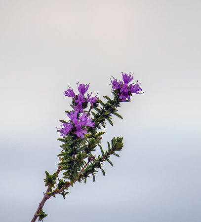 Coridothymus: Stunning Plant Macro Photographyの写真素材