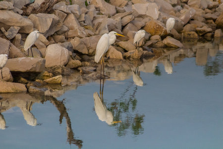 Coastal Harmony: Egrets Amidst Rocks and Water