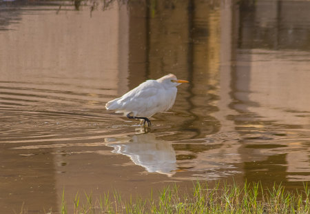 Water's Edge Grace: Egret Birds Gliding Over Water