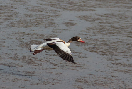 Aqua Voyagers: Geese Gliding Over the Water