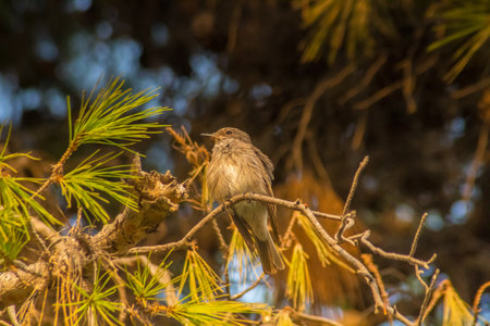Branch Observers: Spotted Flycatcher Birds Perched on a Branch