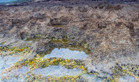 Exploring Green Tide Pools on Rimel Beach, Bizerte, Tunisiaの写真素材