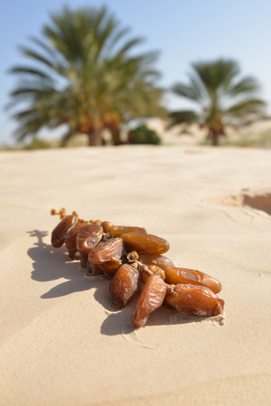 Tunisian dates scattered on golden desert sand with palm trees behindの写真素材