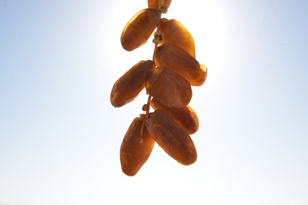 Close-up of ripe Tunisian dates glowing under bright desert sunlightの写真素材
