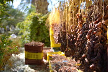 Tunisian dates hanging to dry under sunlight in the oasis of Tozeurの写真素材