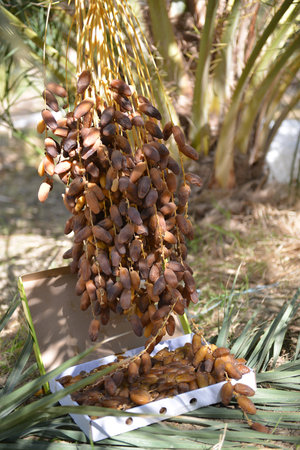 Fresh Tunisian dates on white box under palm trees in Tozeur oasisの写真素材