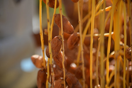 Ripe Tunisian dates hanging from golden stems during oasis harvest