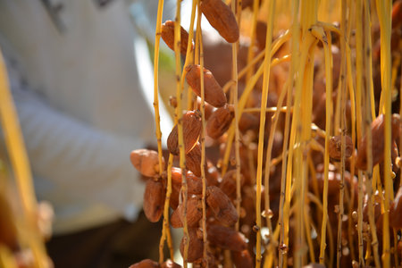 Ripe Tunisian dates hanging from golden stems during oasis harvestの写真素材