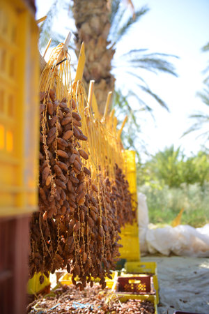 Tunisian dates hanging to dry under sunlight in the oasis of Tozeurの写真素材