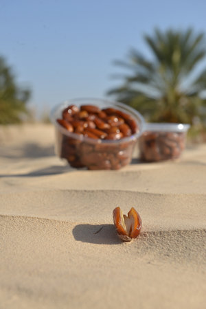 Open date on desert sand with Tunisian date boxes and palm trees behindの写真素材