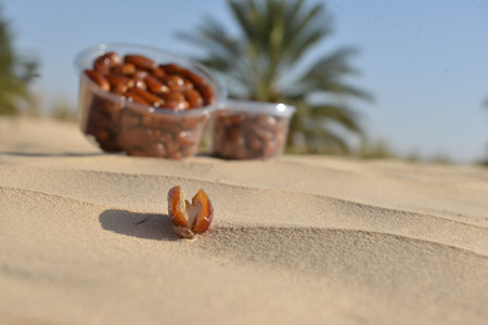 Open date on desert sand with Tunisian date boxes and palm trees behind