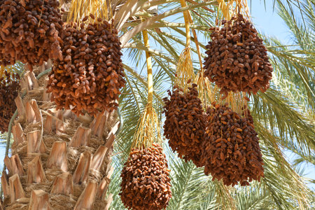 Farmer collecting ripe dates on palm tree under bright desert sunlight