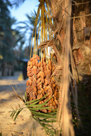 Fresh dates ripen under warm sunlightの写真素材