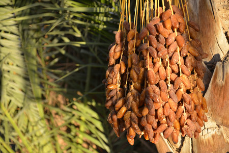 Fresh dates ripen under warm sunlightの写真素材