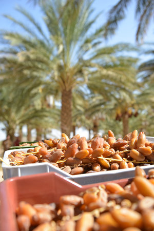 Fresh Tunisian dates in plastic boxes under desert lightの写真素材