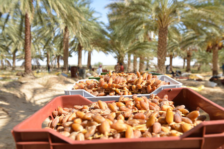 Fresh Tunisian dates in plastic boxes under desert lightの写真素材