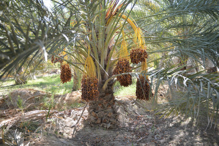 Bunches of ripe dates hanging on palm tree