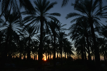 Golden sunset behind palm trees in Tunisiaの写真素材