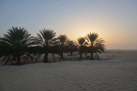 Row of palm trees in soft morning desert lightの写真素材