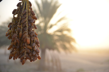 Close-up of ripe date fruits glowing in soft sunrise light.