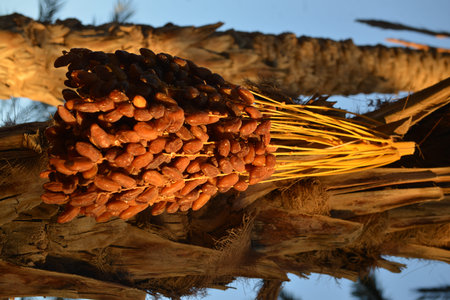 Ripe date cluster glowing in evening sunlight.