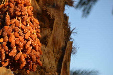 Ripe date cluster glowing in evening sunlight.
