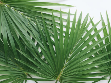 Vibrant green palm leaves against white backgroundの素材