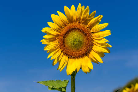 Full bloom sunflower with blue sky.の写真素材