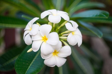 White Plumeria Flowers Bloom.の写真素材