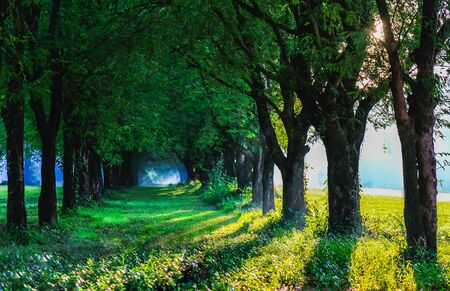Tamarind Tree Tunnel of Thailand