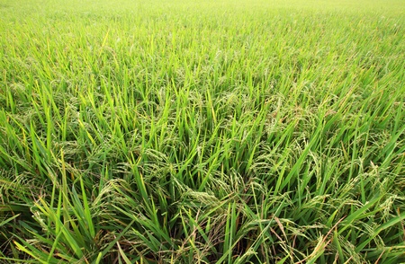 rice fieldの写真素材