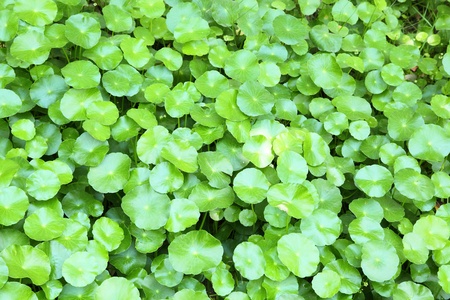 Centella asiatica  Linn   Urban の写真素材