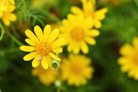 Little yellow Thymophylla Tenuiloba Dahlberg Daisy の写真素材