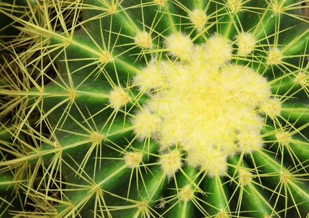 Golden Barrel Cactus Mila sp   in close up