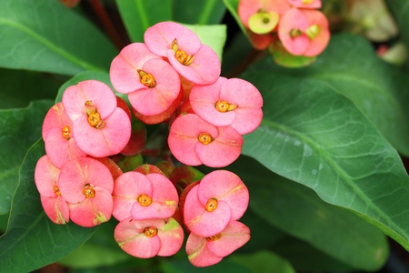 	Pink Euphorbia milli Desmoulの写真素材