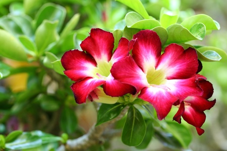 	Tropical flower Red Adenium  Desert roseの写真素材
