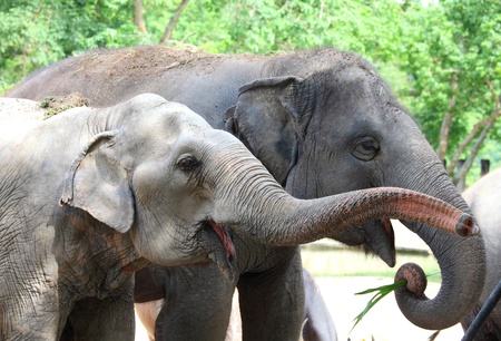 Two elephant are enjoying eating の写真素材
